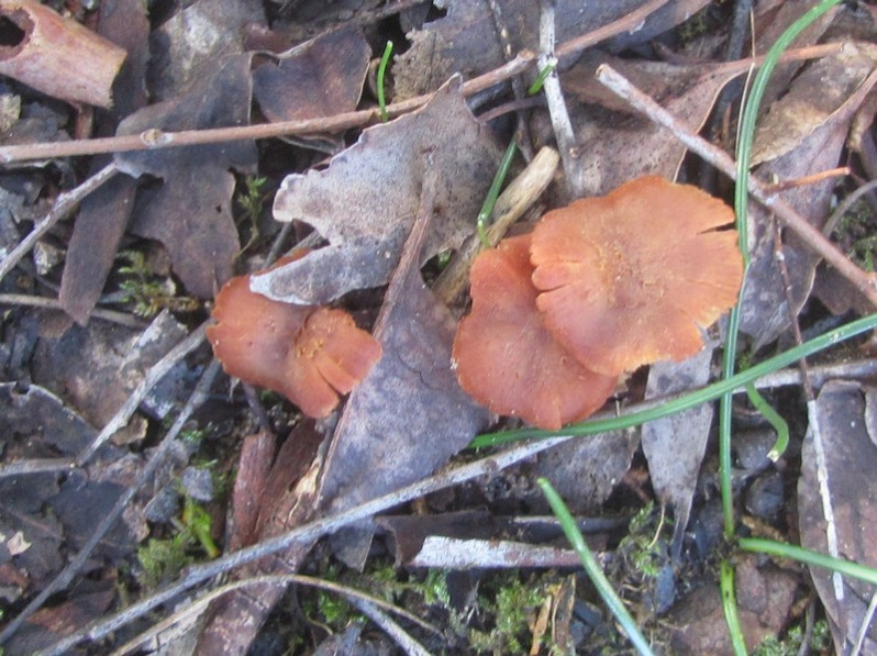 Laccaria lateritia Malençon, 1966