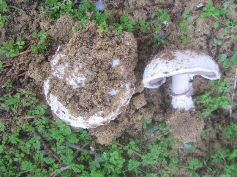 Agaricus osecanus Pilát, 1951