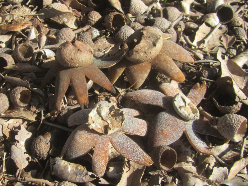 Astraeus hygrometricus (Pers.) Morgan, 1889