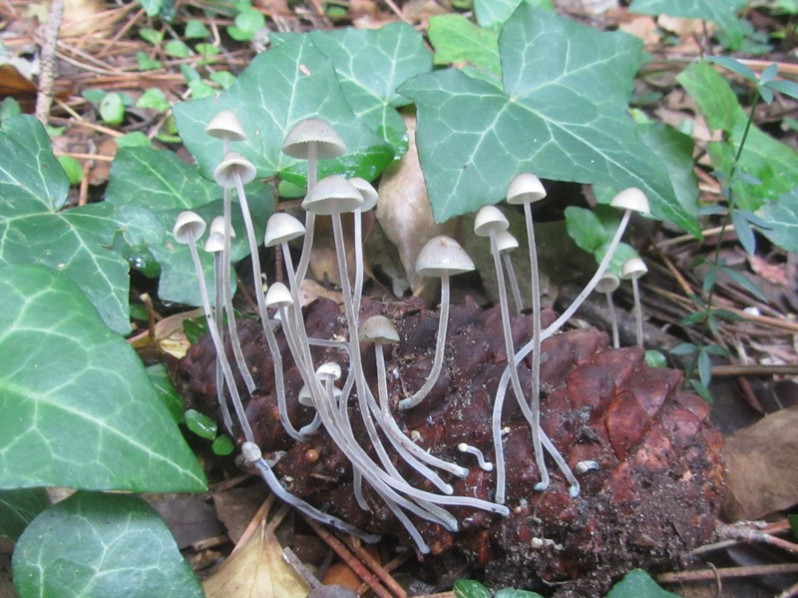 Baeospora myosura (Fr.) Singer, 1938