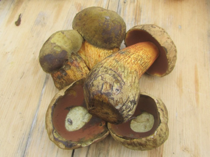 Suillellus luridus (Schaeff.) Murrill, 1909