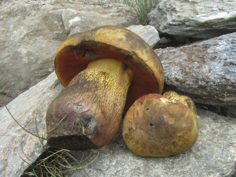 Suillellus luridus (Schaeff.) Murrill, 1909