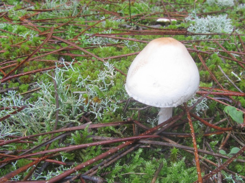 Chamaemyces fracidus (Fr.) Donk, 1962