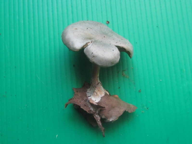 Clitocybe odora (Bull.) P.Kumm., 1871