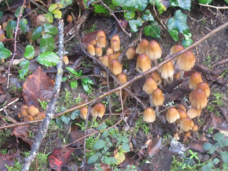 Coprinellus micaceus (Bull.) Vilgalys, Hopple & Jacq.Johnson, 2001