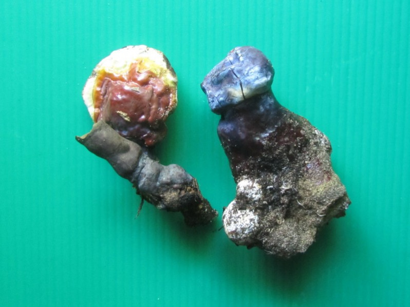 Ganoderma lucidum (Curtis) P.Karst., 1881