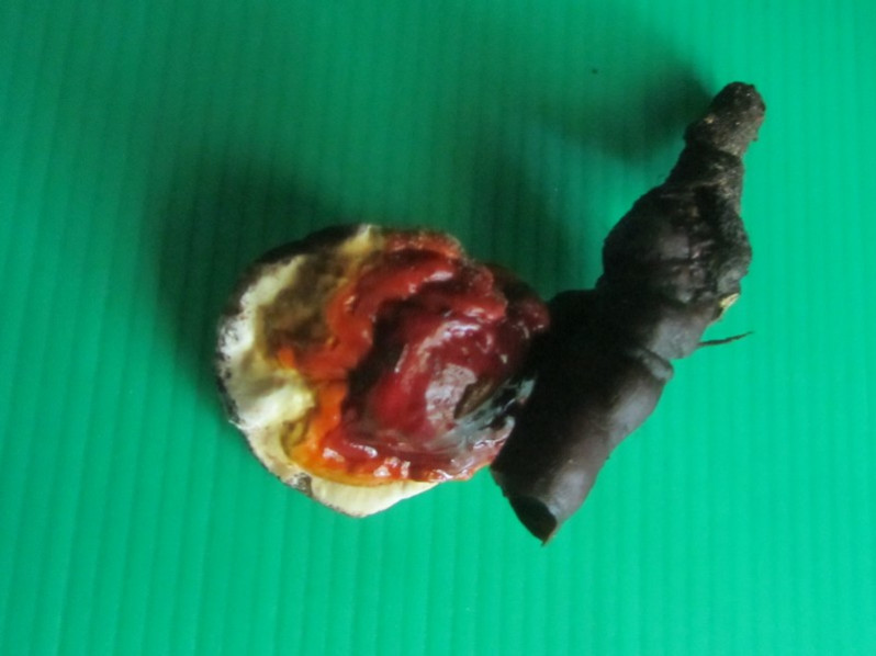 Ganoderma lucidum (Curtis) P.Karst., 1881