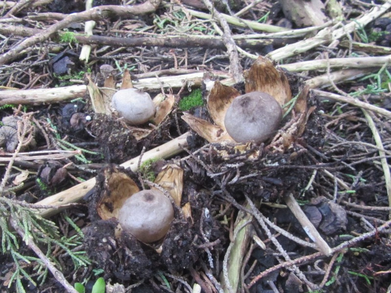 Geastrum coronatum Pers., 1801