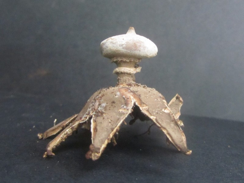 Geastrum pectinatum Pers., 1801