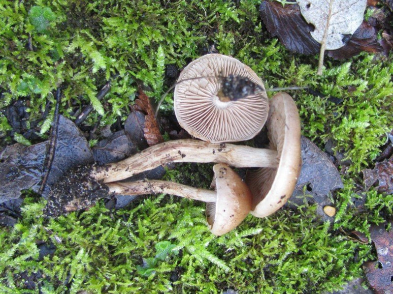 Hebeloma sinapizans (Paulet) Gillet, 1876