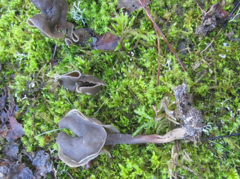Helvella atra Oeder, 1770
