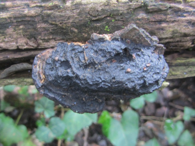 Hexagonia nitida Durieu & Mont., 1856