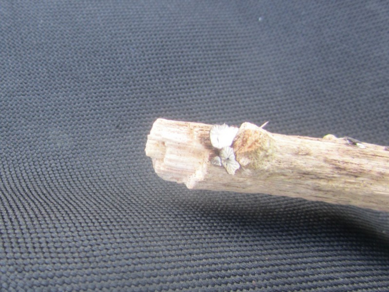 Hohenbuehelia albonigra (Pat.) Courtec., 1993