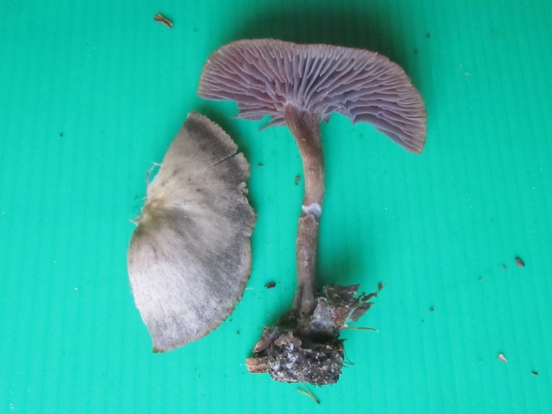 Laccaria amethystina Cooke, 1884