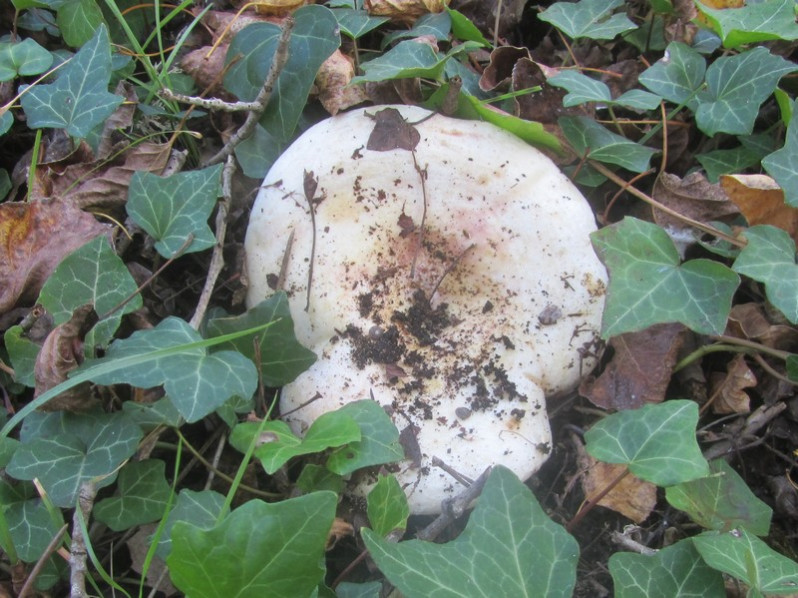 Lactarius controversus Pers., 1800