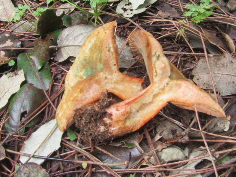 Lactarius deliciosus (L.) Gray, 1821