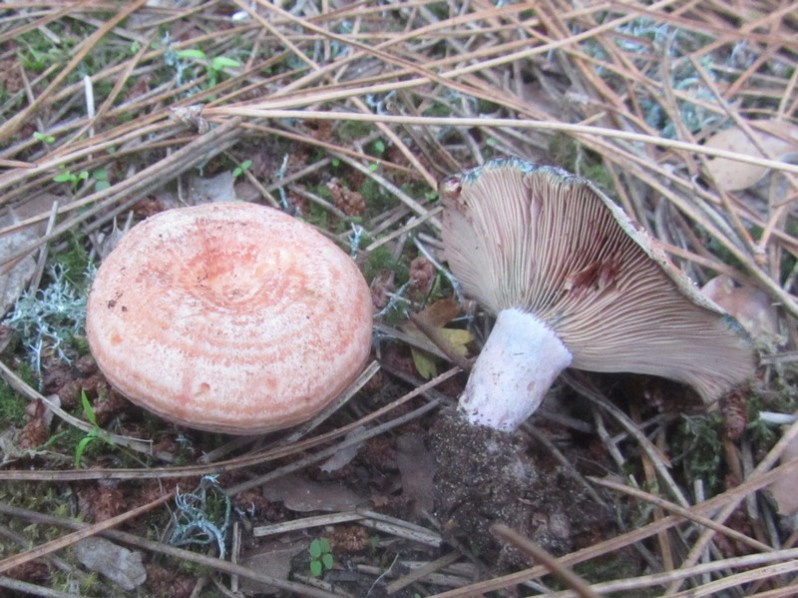 Lactarius deliciosus (L.) Gray, 1821
