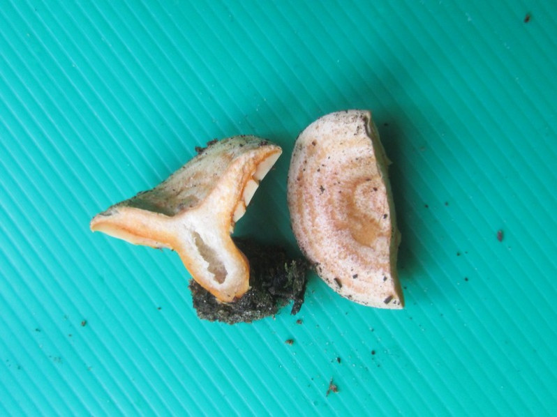 Lactarius semisanguifluus R.Heim & Leclair, 1950