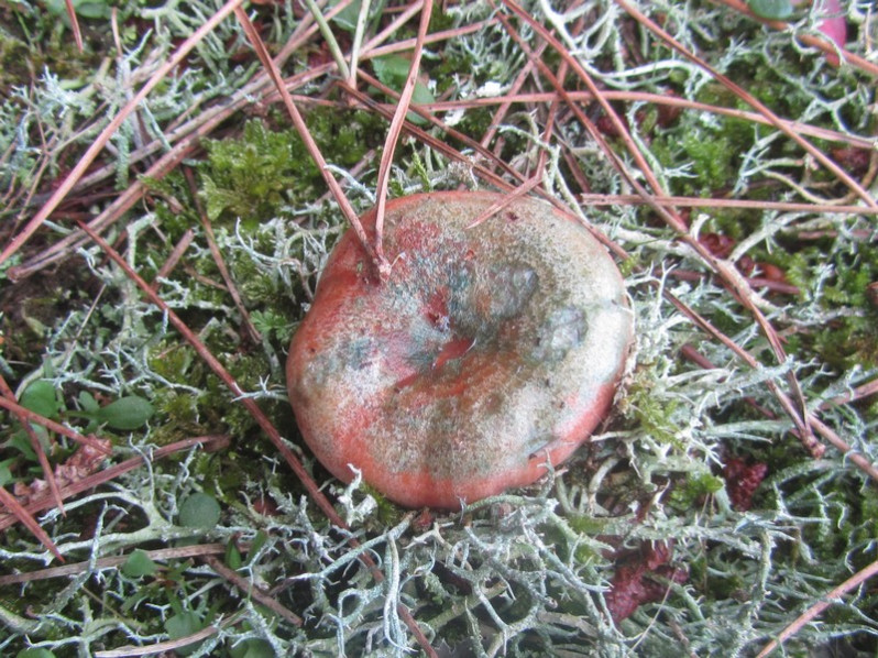 Lactarius semisanguifluus R.Heim & Leclair, 1950