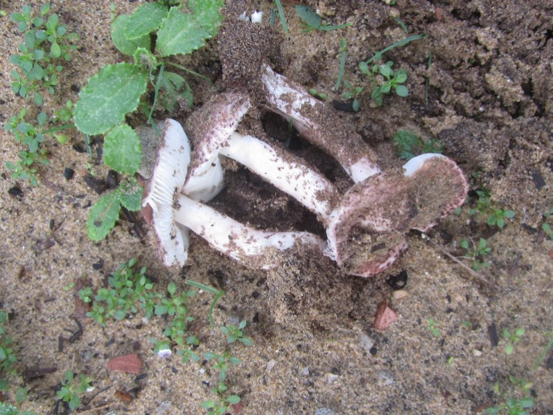 Lepiota brunneoincarnata Chodat & C.Martín, 1889
