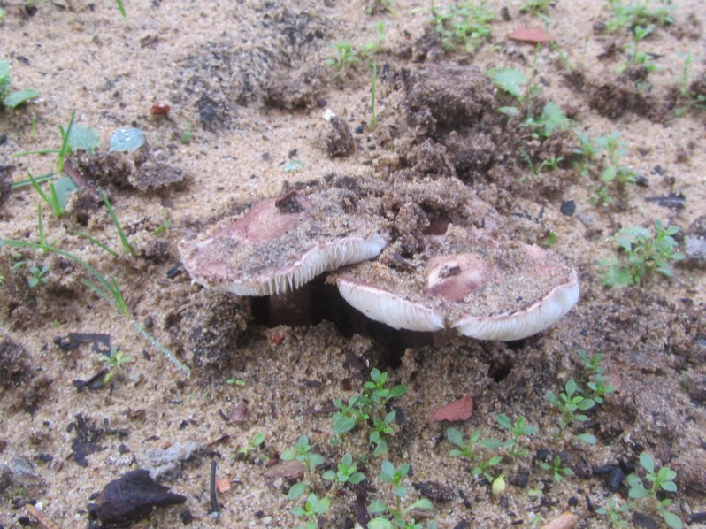 Lepiota brunneoincarnata Chodat & C.Martín, 1889