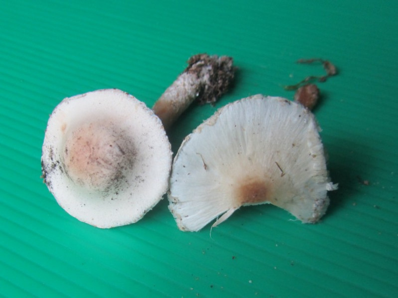 Lepiota lepida Guinb. & M.Bodin, 1994