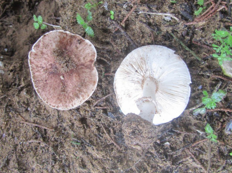 Lepiota lilacea Bres., 1892