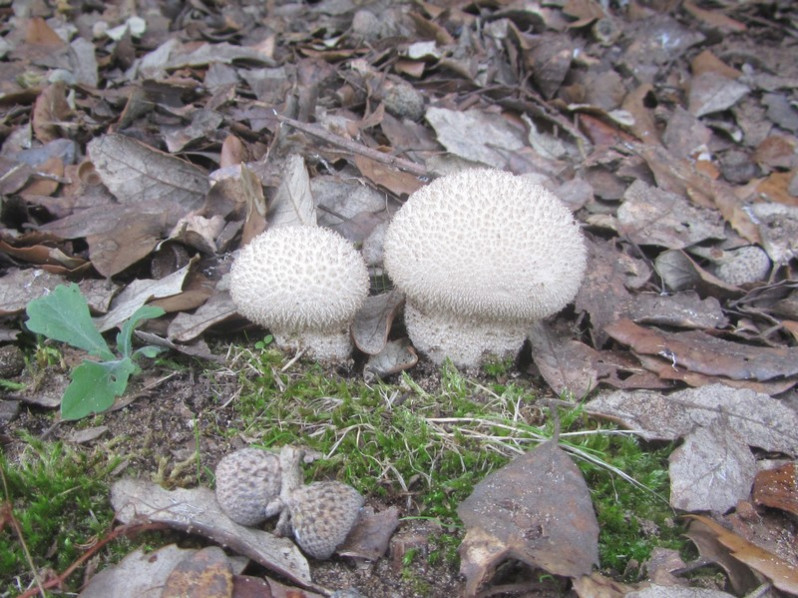 Lycoperdon echinatum Pers., 1794