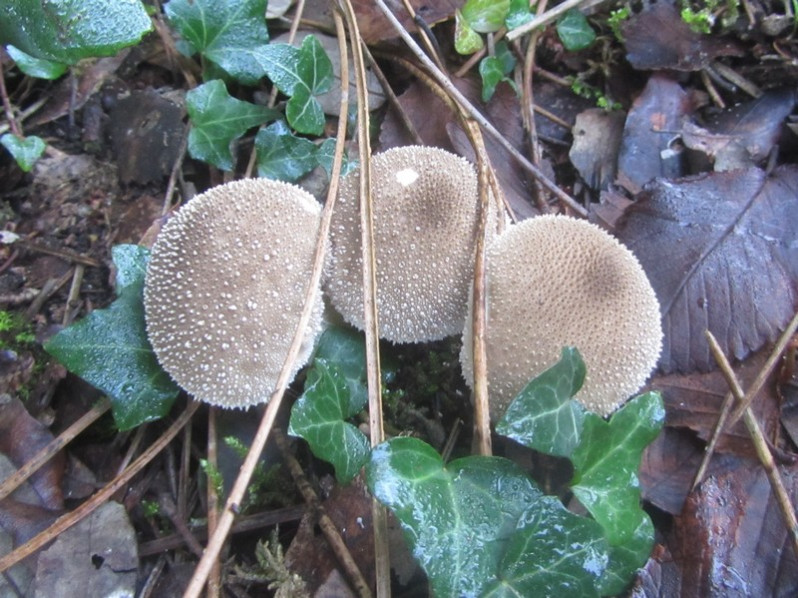 Lycoperdon perlatum Pers., 1796