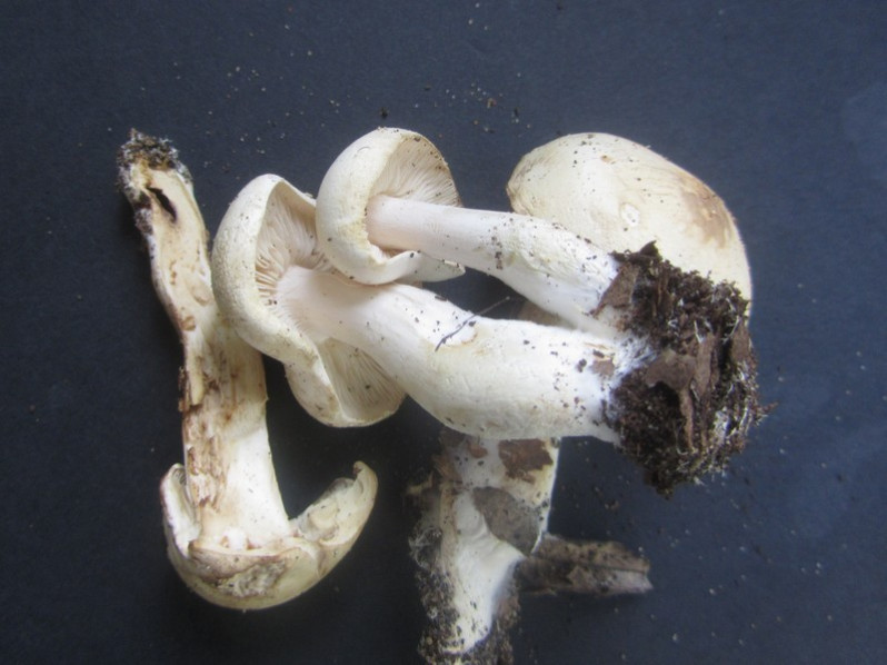 Leucocybe connata (Schumach.) Vizzini, P.Alvarado, G.Moreno & Consiglio, 2015