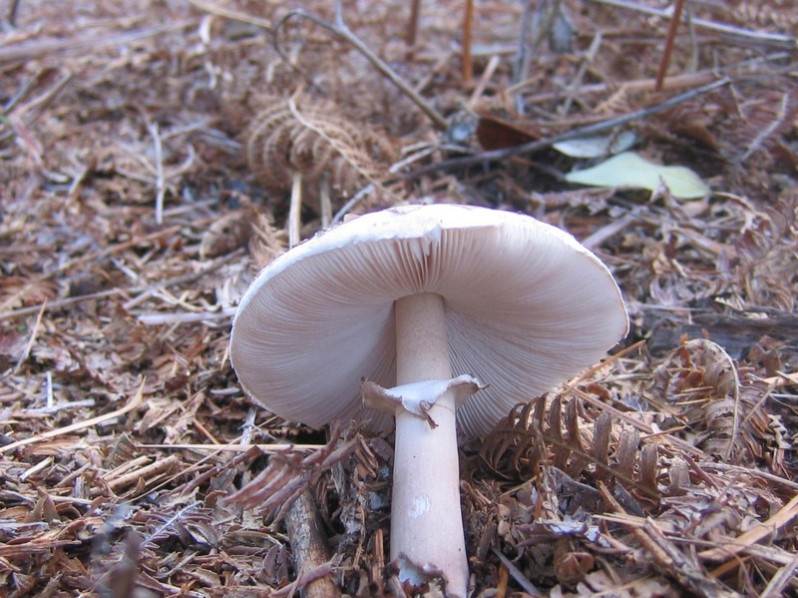 Macrolepiota excoriata (Schaeff.) Wasser, 1978