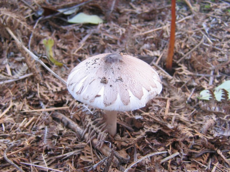 Macrolepiota excoriata (Schaeff.) Wasser, 1978