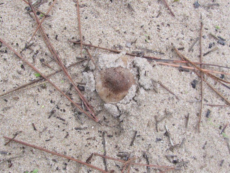 Melanoleuca cinereifolia (Bon) Bon, 1978