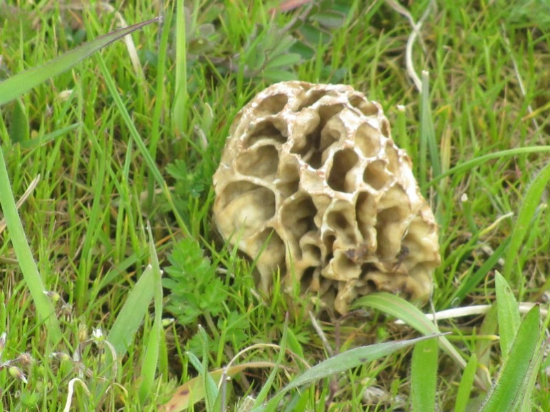 Morchella esculenta (L.) Pers., 1794