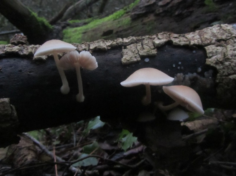 Pluteus depauperatus Romagn., 1956