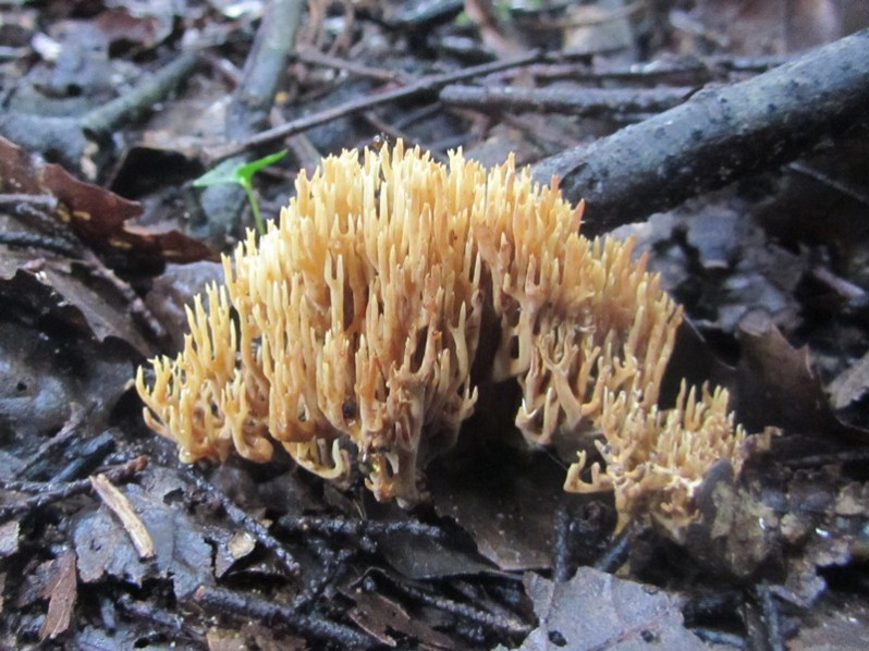 Phaeoclavulina abietina (Pers.) Giachini, 2011