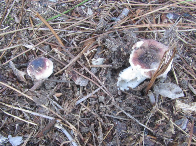 Russula fragilis Fr., 1838