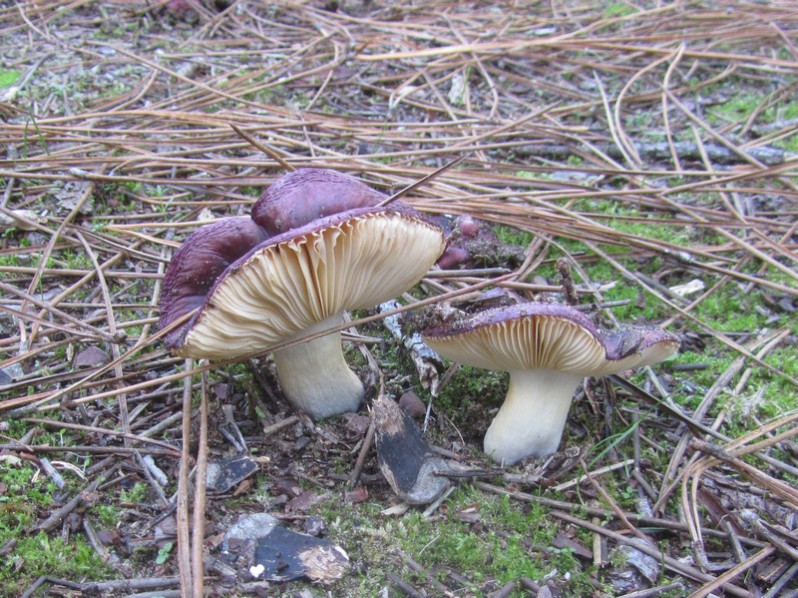 Russula turci Bres., 1882