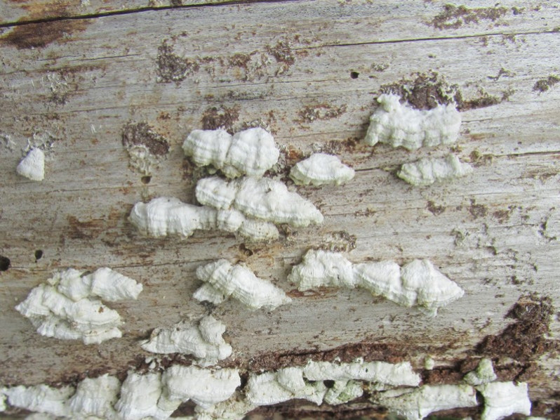 Schizophyllum commune Fr., 1815