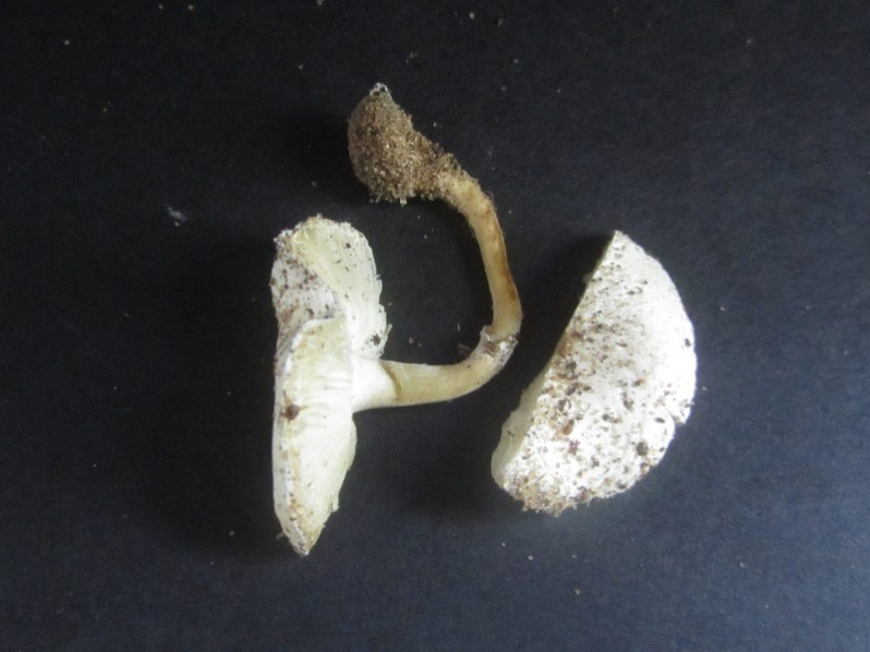 Sericeomyces serenus (Fr.) Heinem., 1978