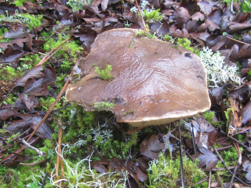Suillus bellinii (Inzenga) Kuntze, 1898