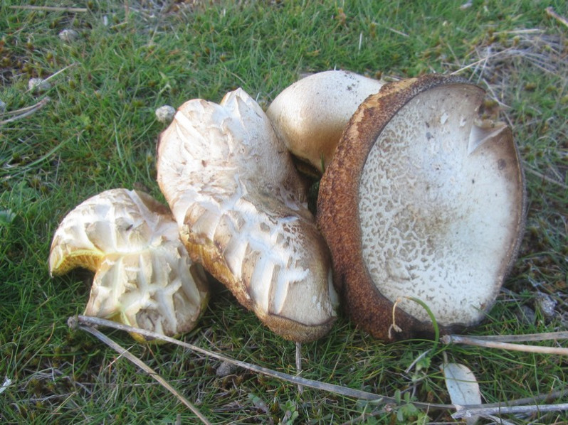 Suillus granulatus (L.) Roussel, 1796