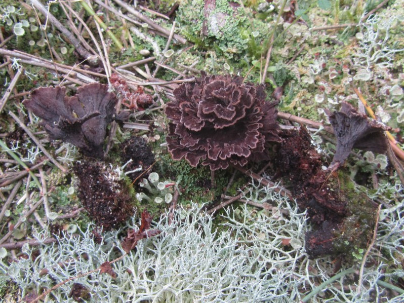 Telephora terrestris Ehrh., 1793