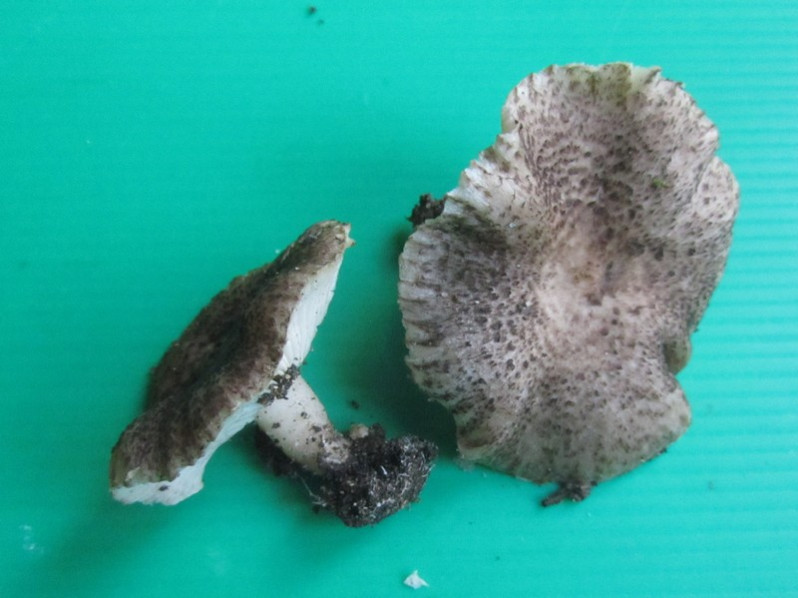 Tricholoma atrosquamosum Sacc., 1887