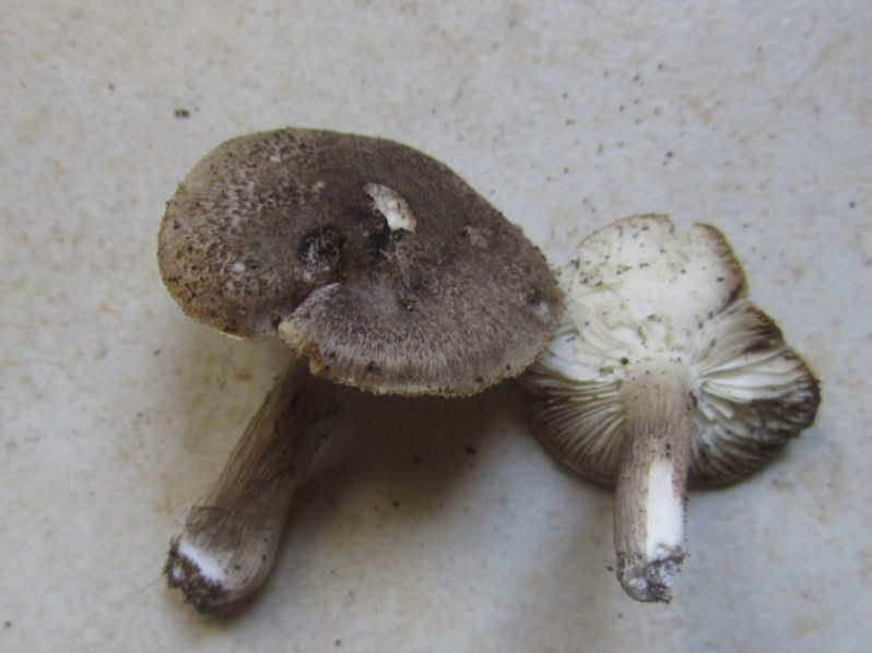 Tricholoma bresadolanum Clémençon, 1977