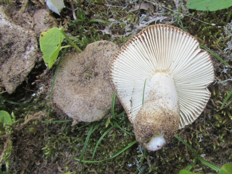 Tricholoma terreum (Schaeff.) P.Kumm., 1871