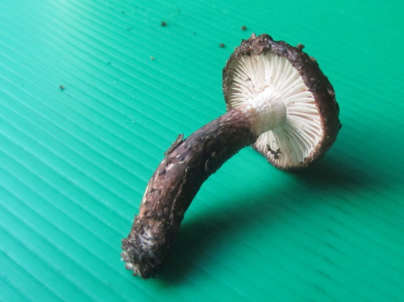 Tricholoma ustaloides Romagn., 1954