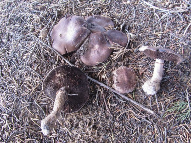 Agaricus boisseletii Heinemann, 1987