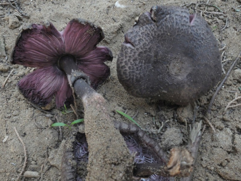 Agaricus boisseletii Heinemann, 1987