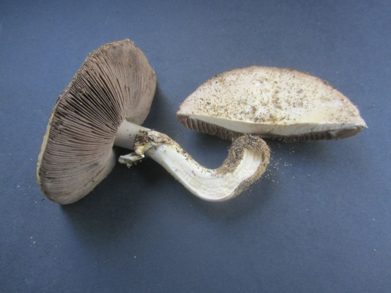 Agaricus arvensis Schaeff., 1774
